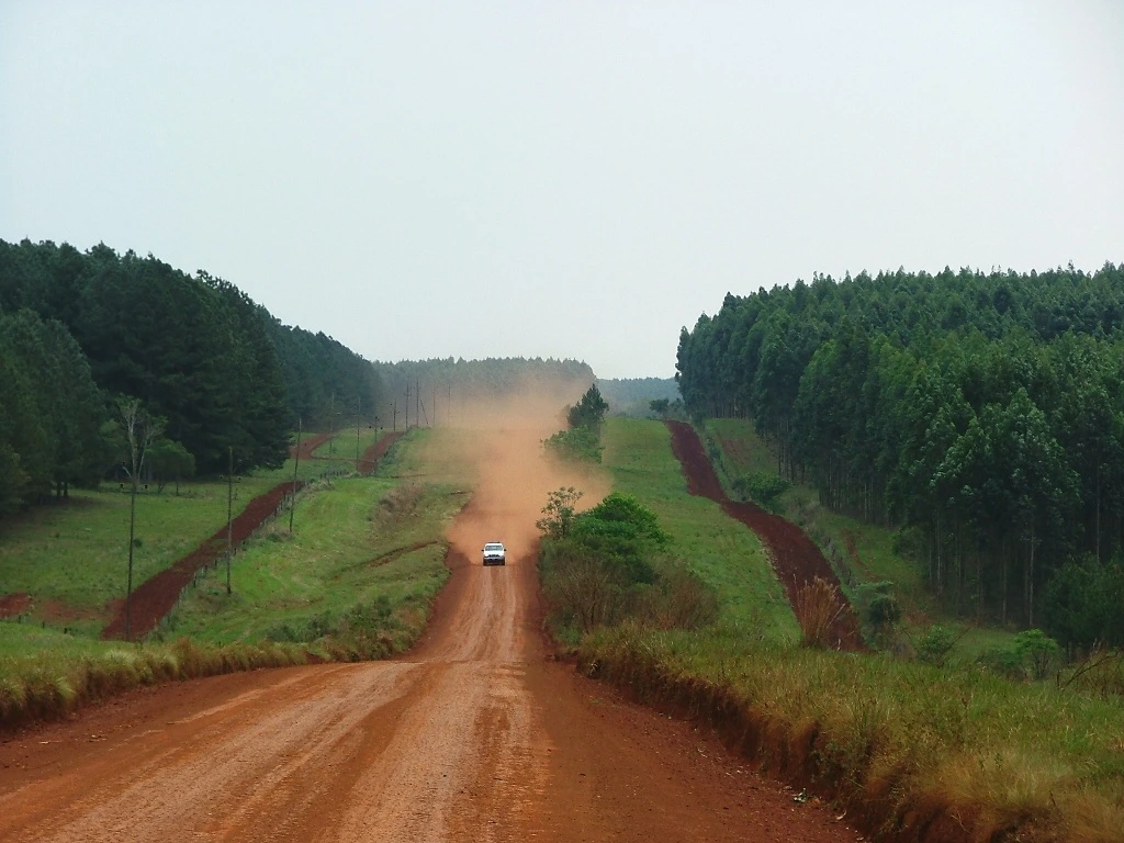 Construirán la mayor planta de fibra de pino del mundo.