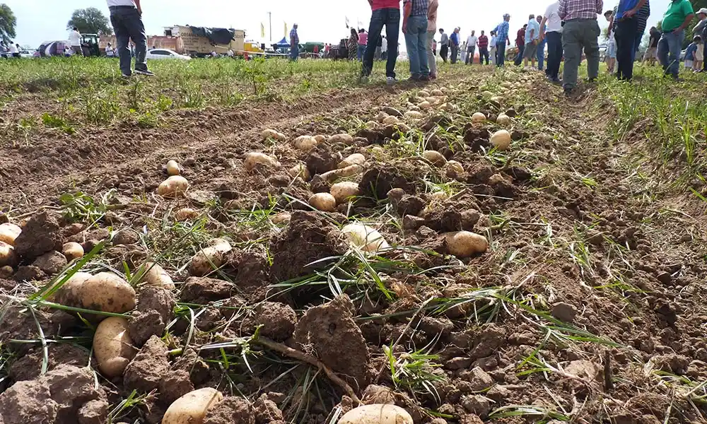 Heavy vegetables