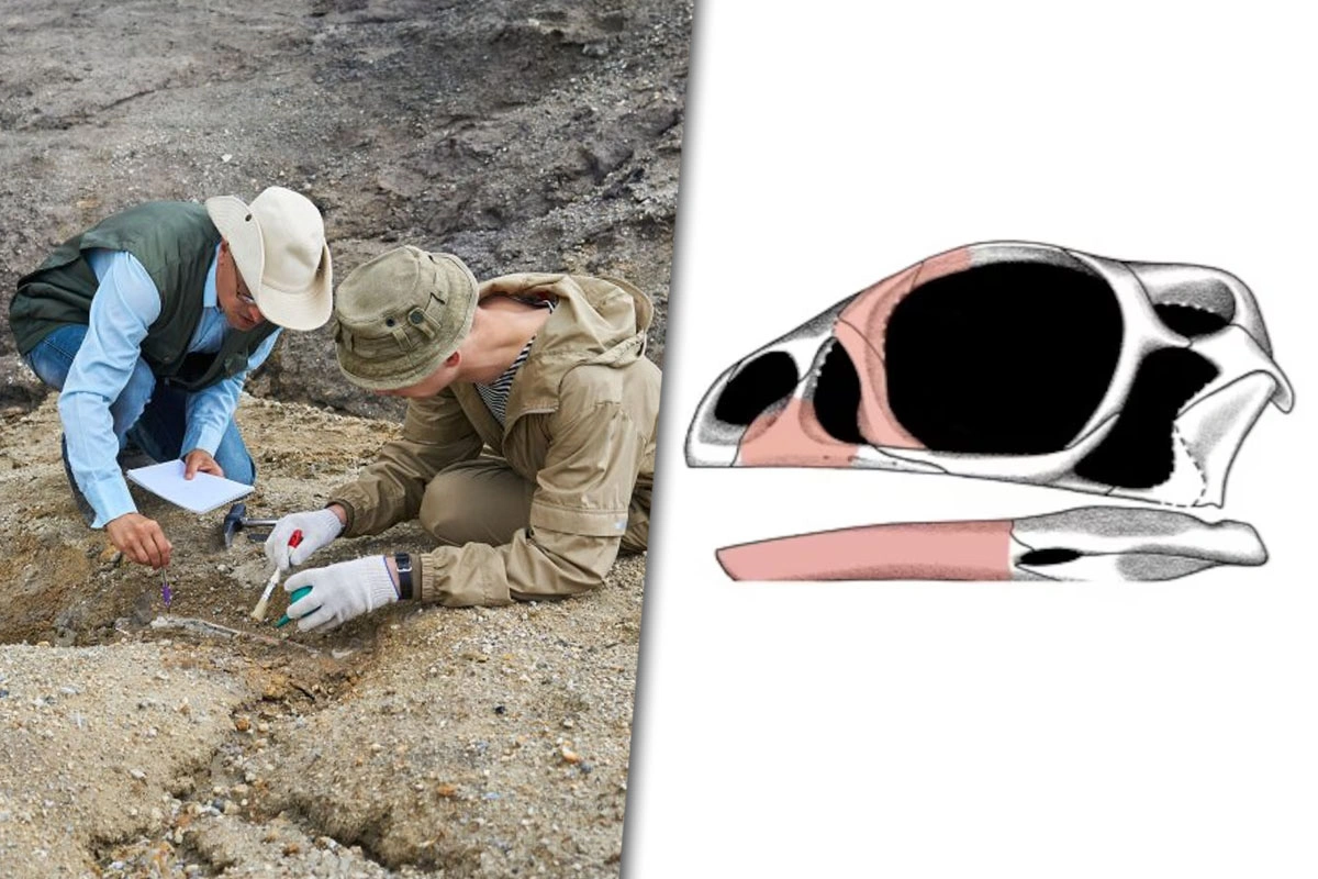 Científicos encontraron fósiles de dinosaurios de 190 millones de años con una característica inédita