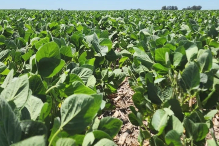 Córdoba: la campaña proyecta rindes superiores a la media histórica para soja, maíz y girasol