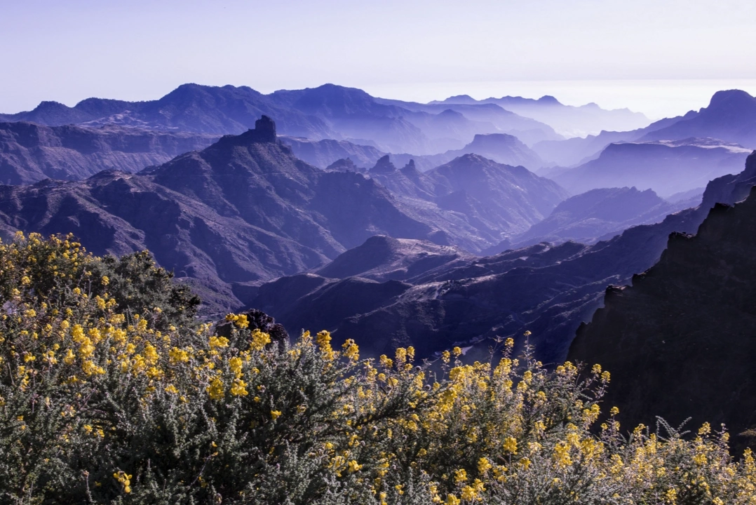 Descubren la evidencia más antigua de cosecha de cereales en las Islas Canarias