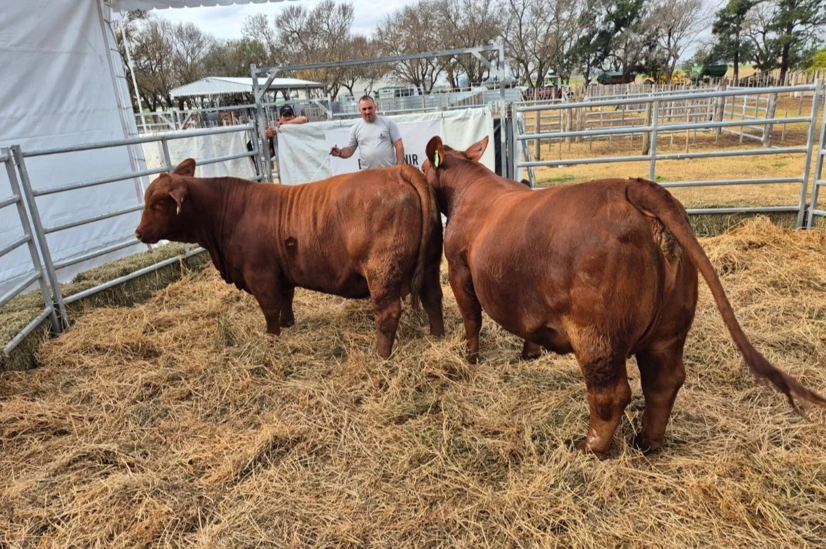 Boom de la ganadería: una cabaña cordobesa vendió el 50% de dos vaquillonas en $214 millones