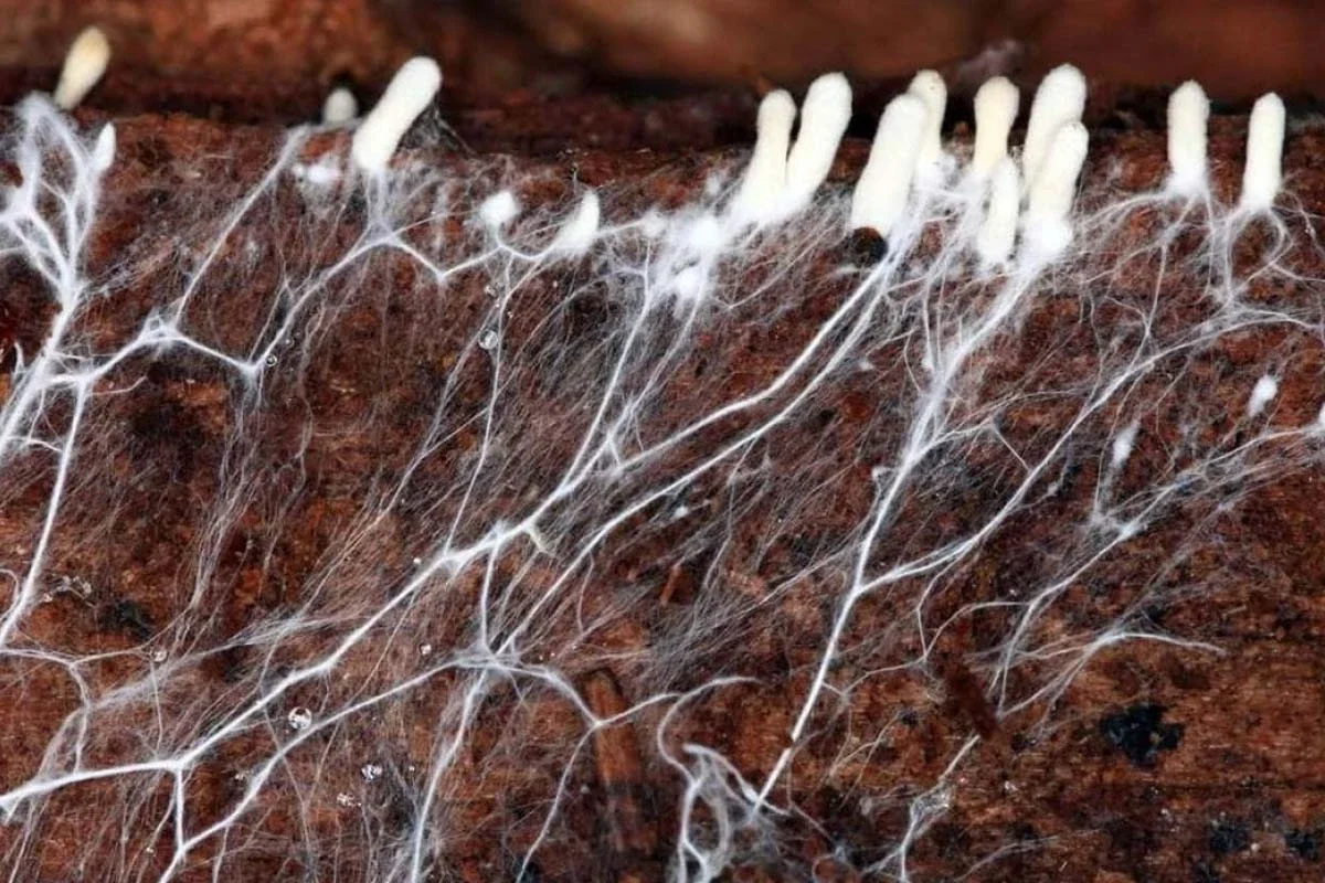 For the first time, a global map of these fungal networks has been created