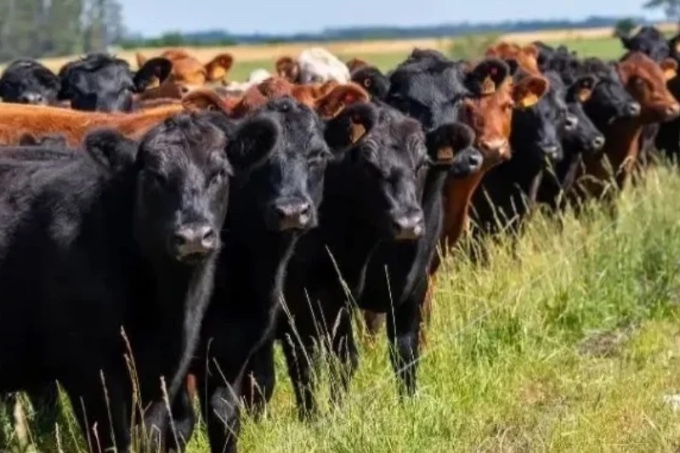 Shameful: Uruguayan justice condemned the Uruguayan people to compensate investors in livestock funds