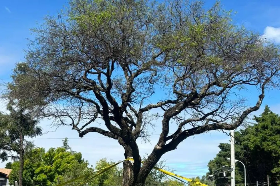 Ambientalistas, bien calladitos: el quebracho trasplantado de Villa Allende comenzó a dar brotes nuevos