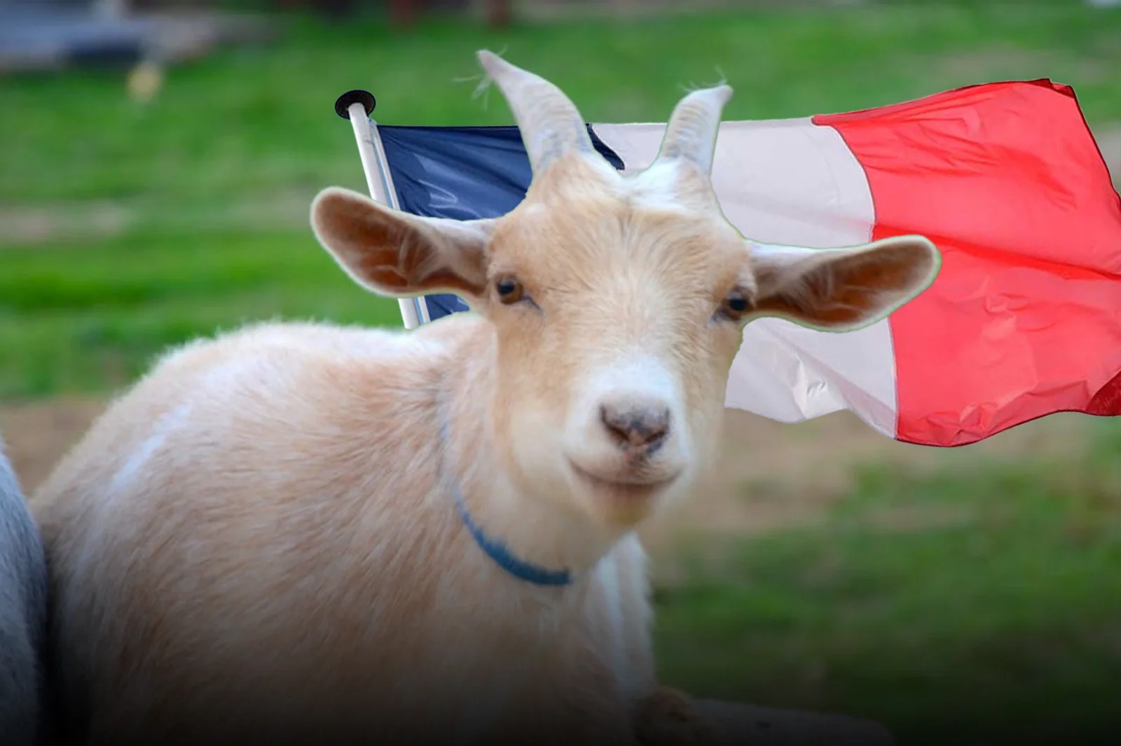Francia: Condenan a un inmigrante afgano por violar animales para "evitar violar a mujeres"