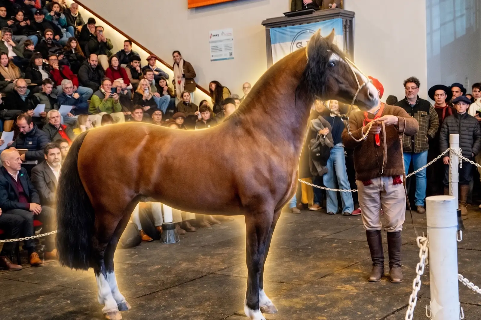 Historic record: USD 100,000 paid for 90% of an Argentine criollo horse in Palermo