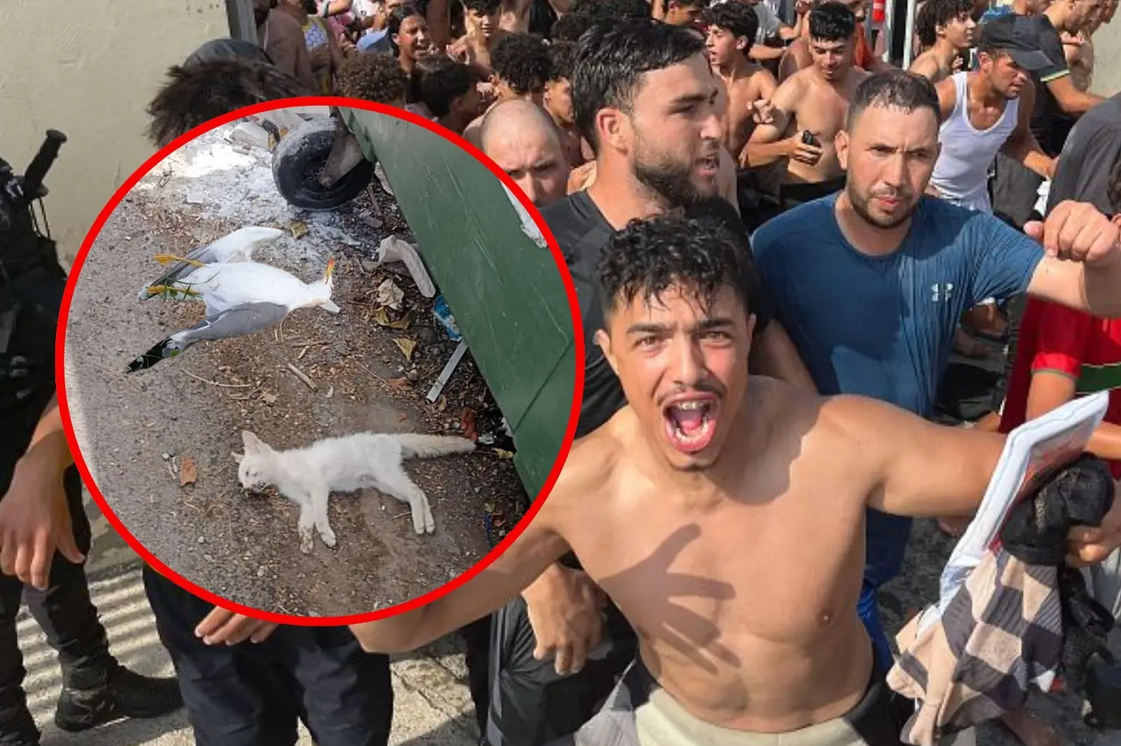 Denuncian la aparición de gatos muertos y gaviotas devoradas en Ceuta tras la invasión migratoria
