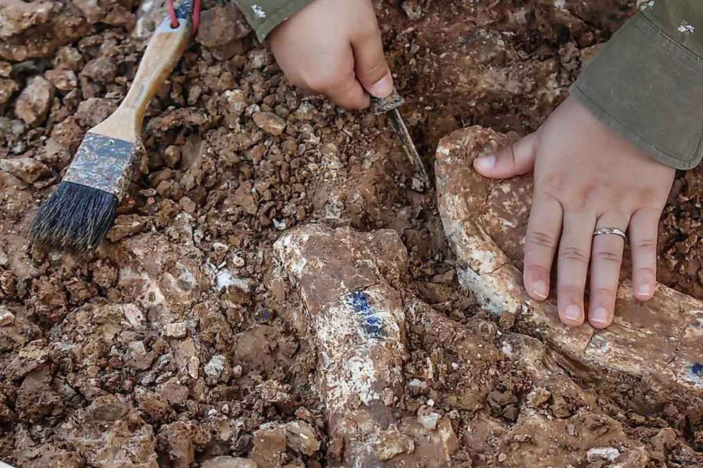 Dónde encontraron los embriones de dinosaurio