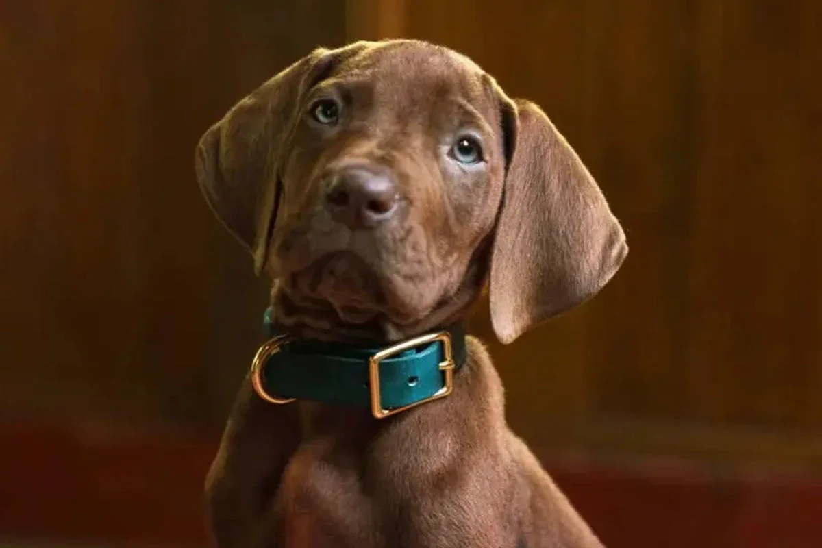 De qué tratará la historia de Scooby-Doo: Origins