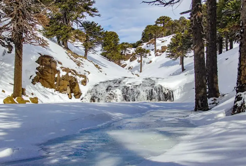 A different experience to discover Primeros Pinos