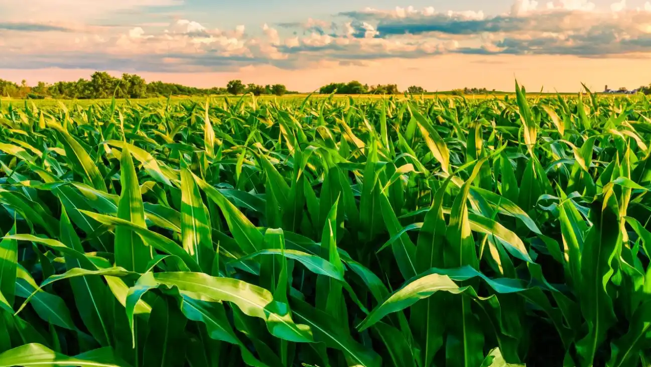 Producción récord para el campo