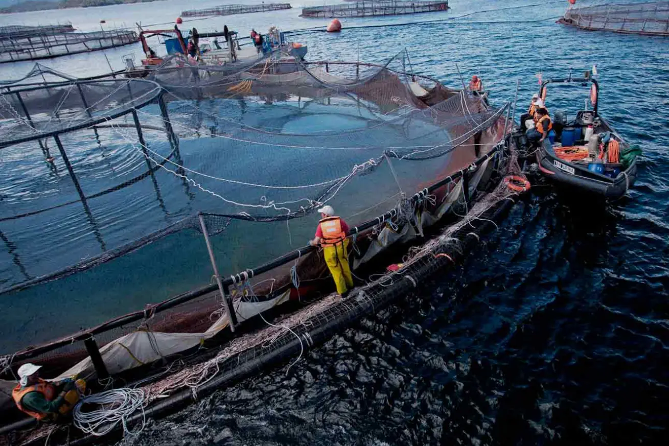 El Reino Unido avanza sobre Malvinas con una consulta para criar salmones