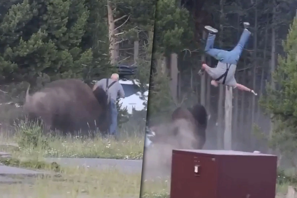 Impactante video: un bisonte de 900 kilos lanzó por el aire a un hombre