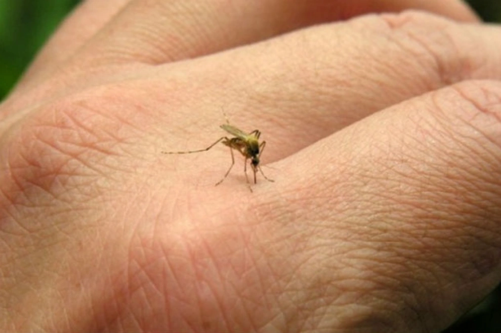Expertos en salud de Córdoba instan a no relajar los controles para evitar el dengue