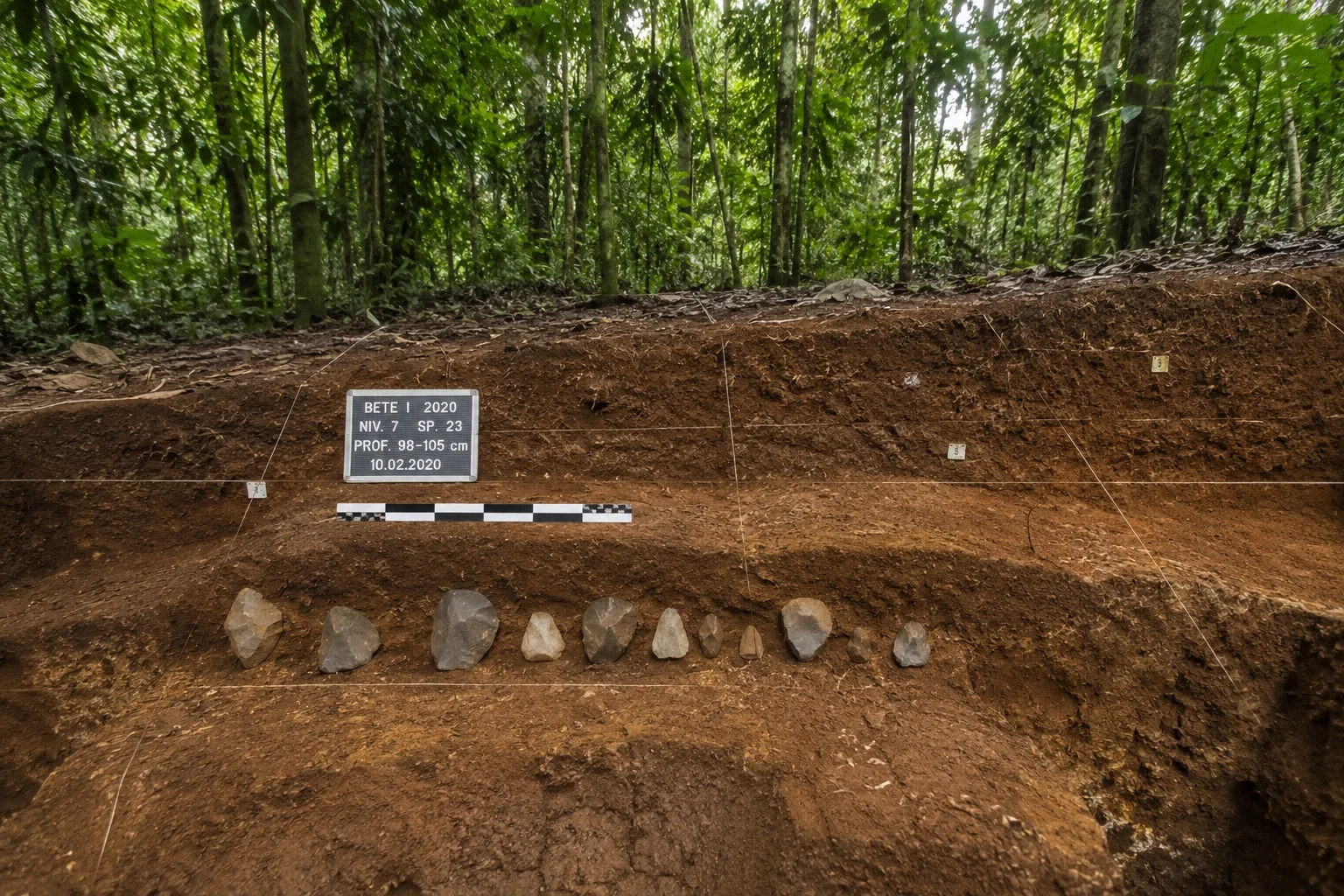 Descubrimiento en selva africana: humanos habitaron bosques tropicales hace 150.000 años