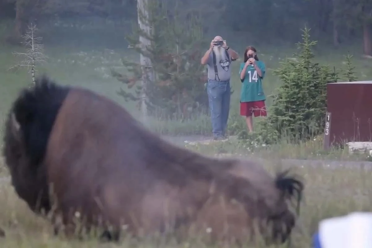 Un bisonte de 900 kilos embistió a un hombre en el Parque Nacional Yellowstone