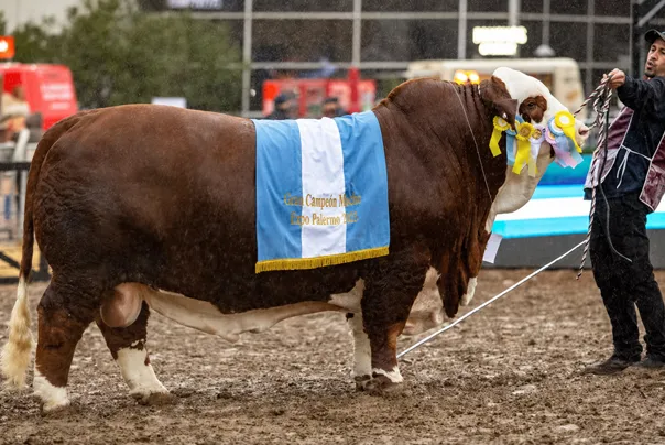 Rural de Palermo: Córdoba se lució con dos campeones de la raza Braford