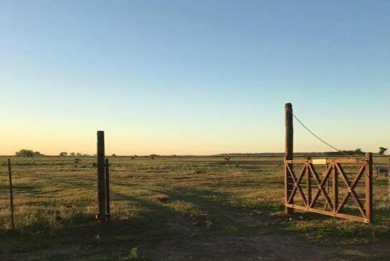 Por qué bajan los precios de los alquileres de campos en Córdoba