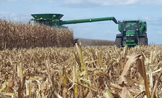 El maíz argentino registra récords de producción y exportación.