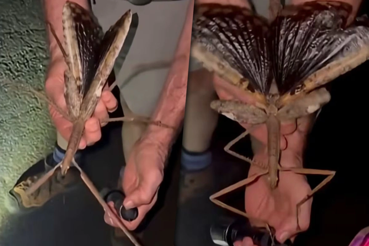 Hallazgo histórico en Australia: descubren un insecto gigante que rompe todos los récords