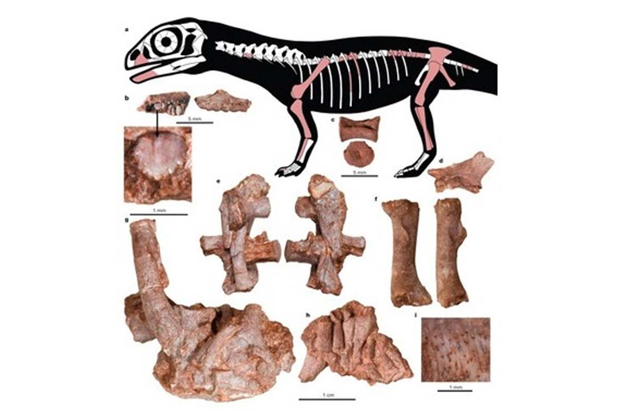 Cómo era el Lufengosaurus
