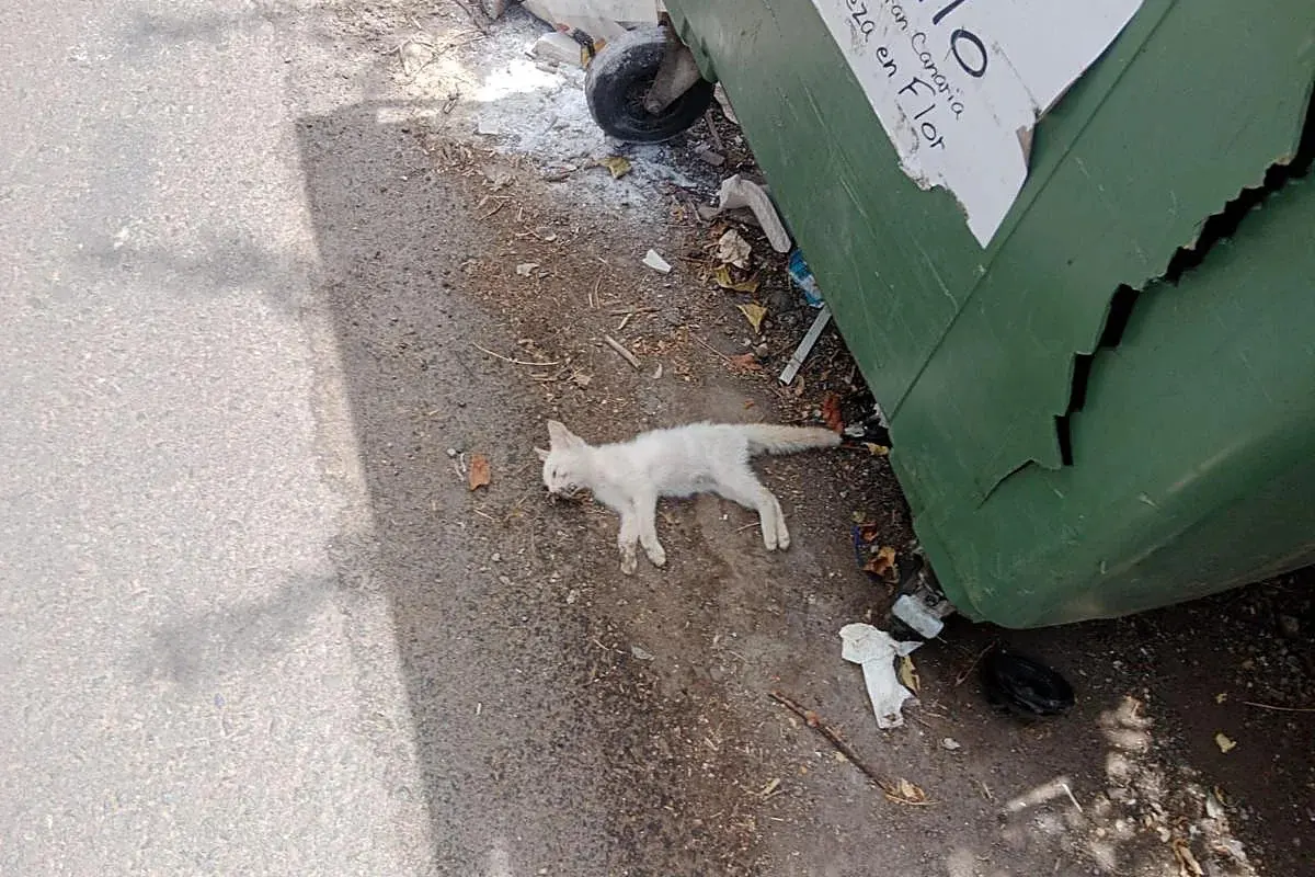 A dead cat