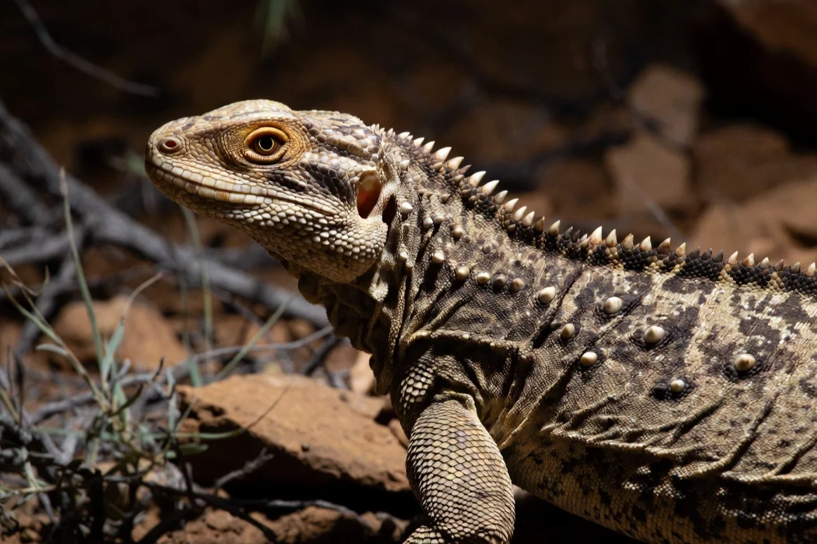 Científicos resuelven el misterio de 320 millones de años del blindaje óseo en reptiles