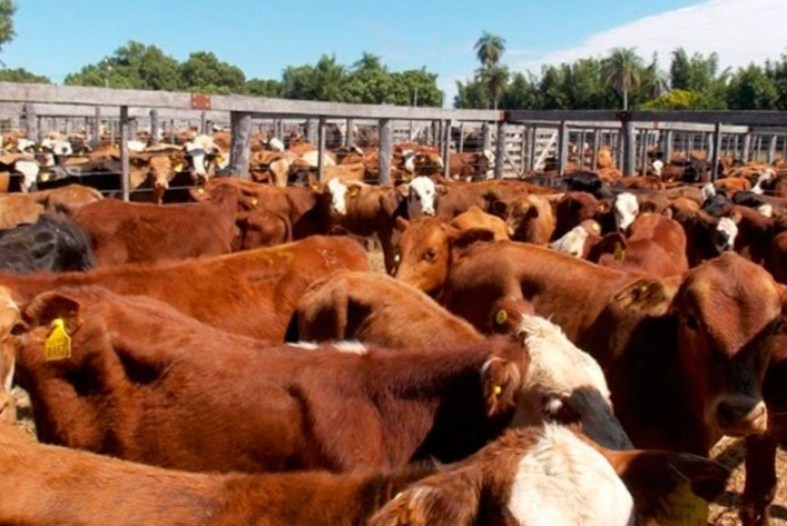 Boom ganadero: las valores de la hacienda siguen firmes en Córdoba