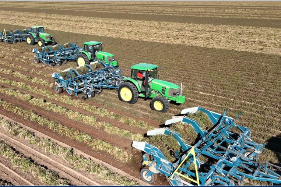 Un campo más eficiente: el INTA logra reducir 80% la erosión en campos de maní cordobeses