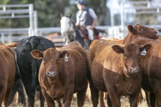 Boom de la ganadería: el ternero sigue con demanda firme y buenos precios