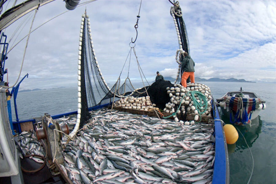 Argentine fishing