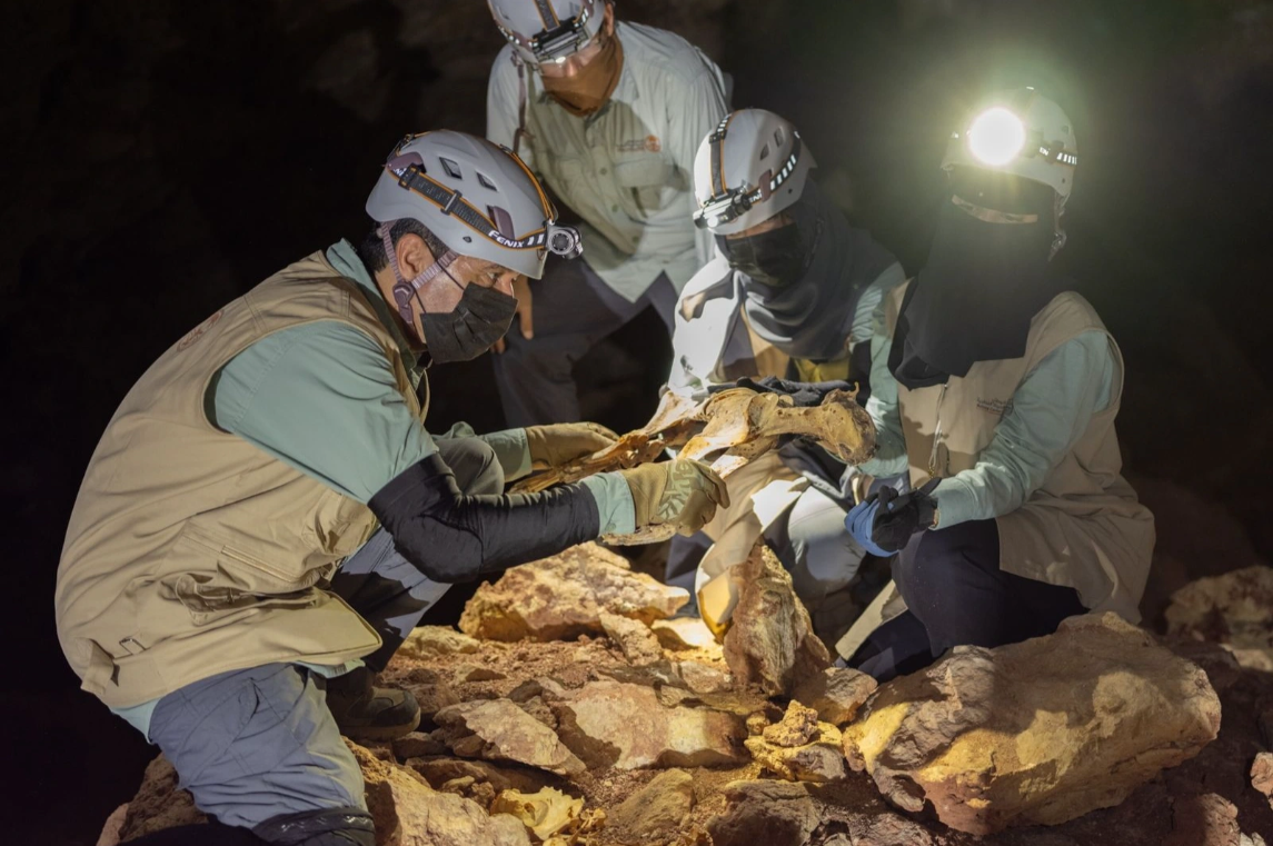 Momias de guepardos en cuevas de Arabia Saudita revelan genoma de una población extinta