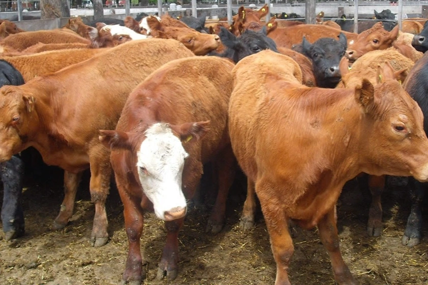Remate ganadero: los precios del novillo se mantuvieron estables en Córdoba