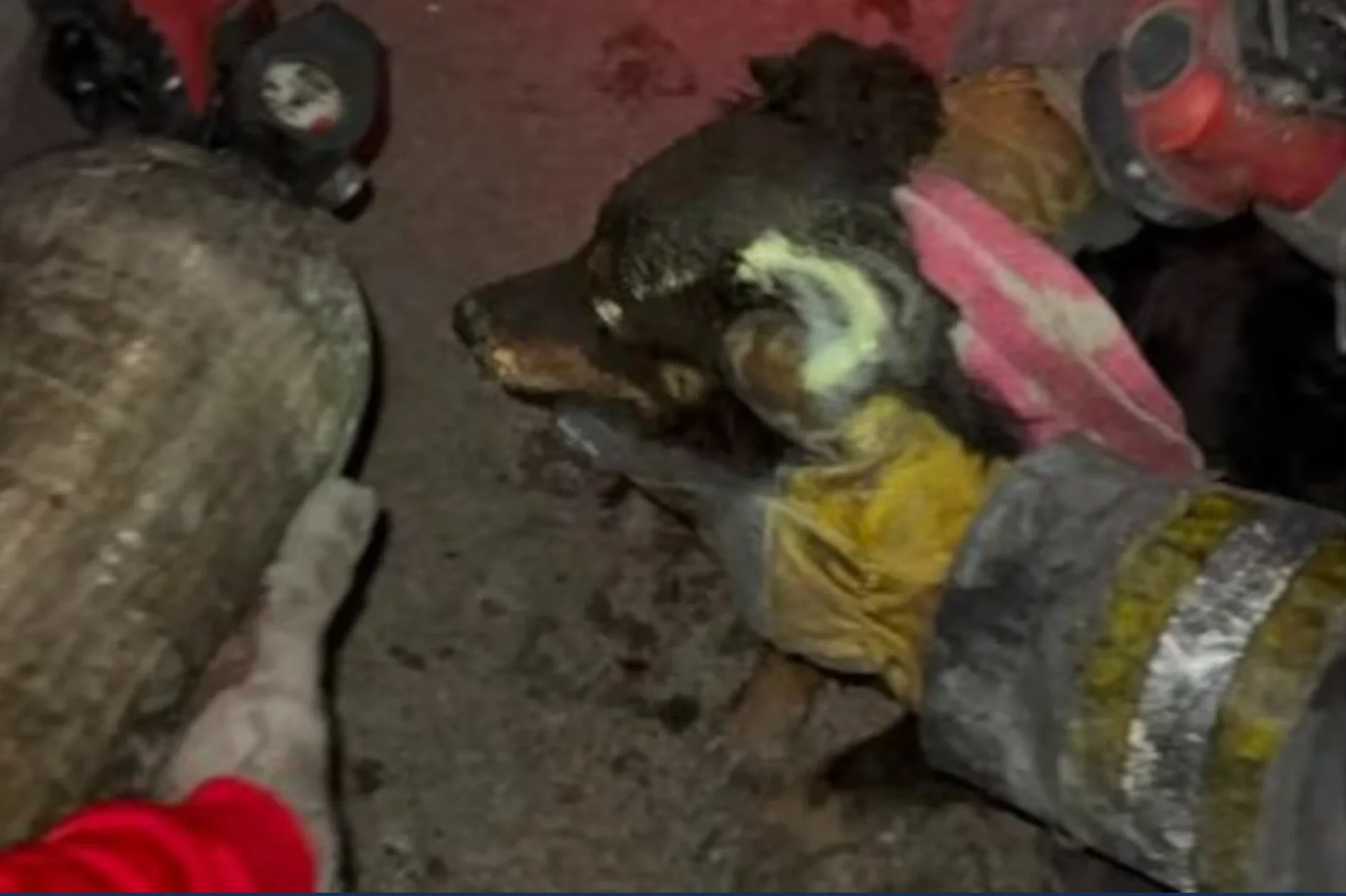 Dramático rescate en Alberdi: bomberos salvaron a un perro tras una explosión por gas