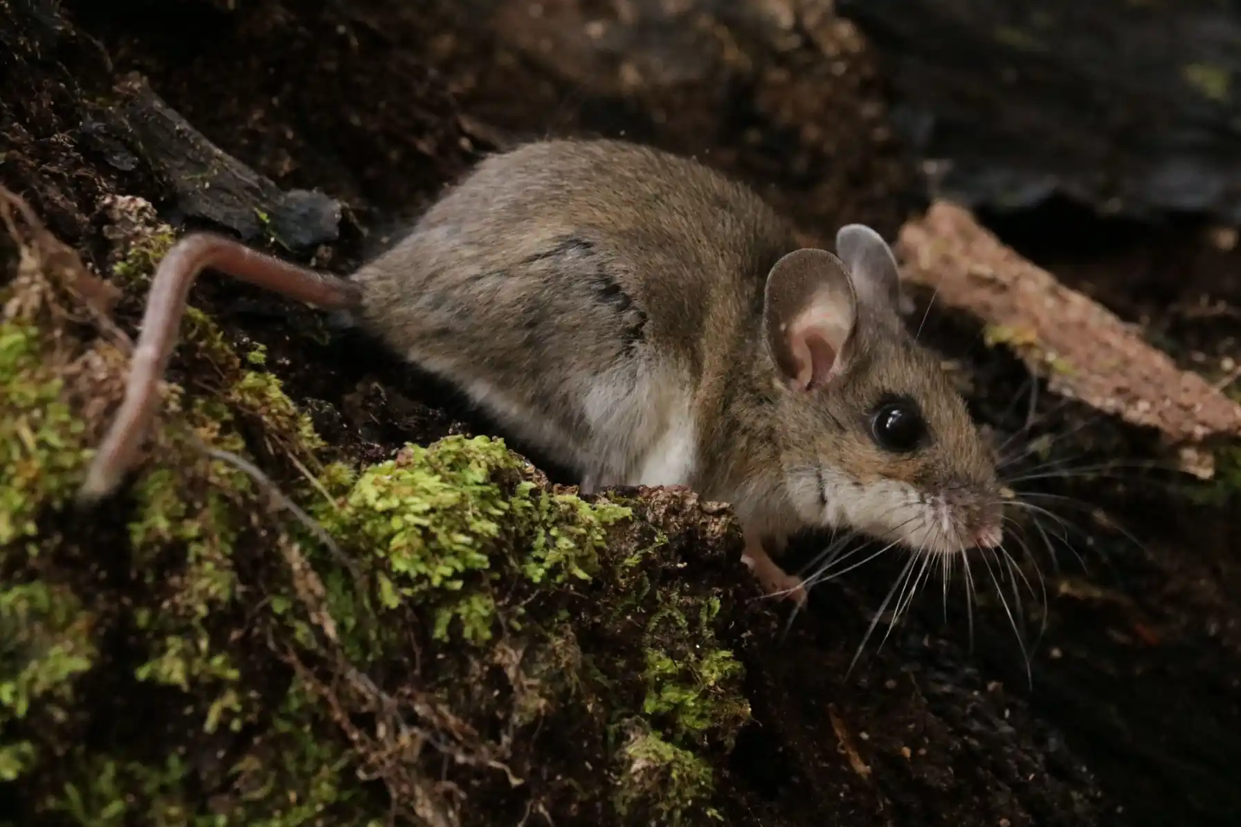 El secreto genético de un ratón que vive en los Andes y que podría ayudar a tratar enfermedades cardíacas y cáncer