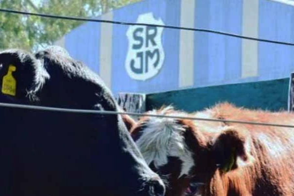 Precios ganaderos: el novillito sigue firme y el valor del ternero cedió