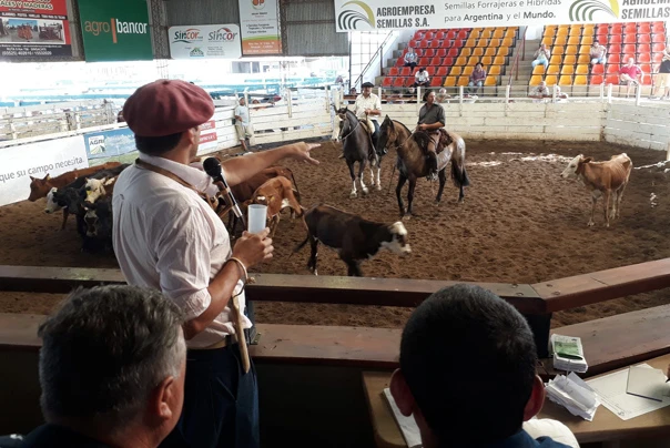 Boom de la ganadería: en un buen momento, la hacienda mantiene precios firmes