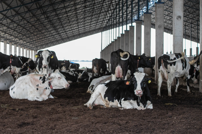Desde Córdoba confirmaron un récord de exportaciones lácteas